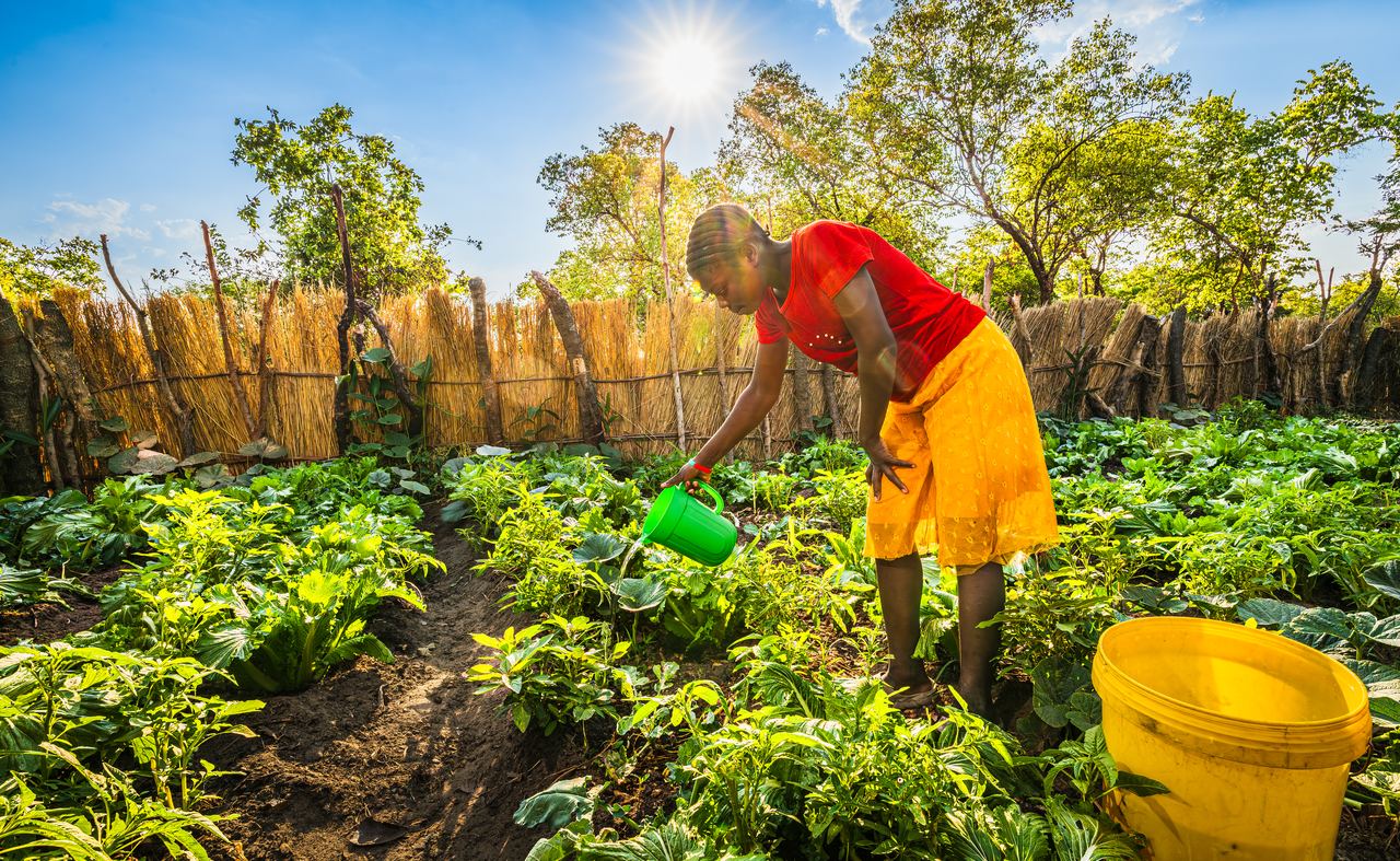 A farmer bends to water rows of vegetables from a green can, with the sun low and bright behind the reed fence.